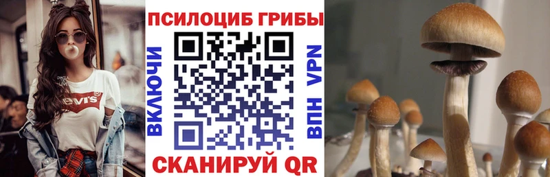 Псилоцибиновые грибы Cubensis  сколько стоит  Кочубеевское 